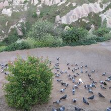 鳩の谷に生息するハトたち