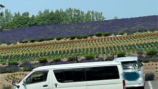 グラデーションが美しい