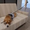 愛犬と添い寝ができる様になりました