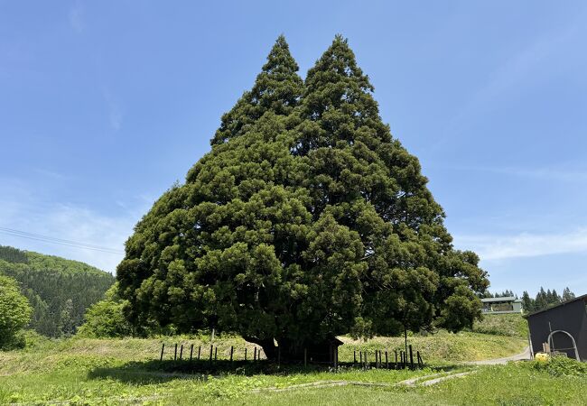 小杉の大杉