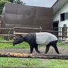 マレーバクとカバに会いに東武動物公園へ行きました。