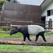 マレーバクとカバに会いに東武動物公園へ行きました。