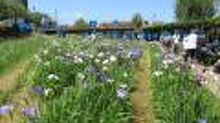 水郷潮来あやめまつり大会