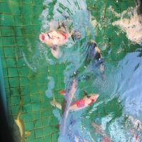 玄関登り口の生簀の見事な鯉