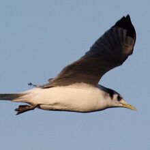 ミツユビカモメ