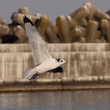 ミツユビカモメ 