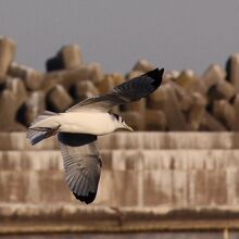 ミツユビカモメ 