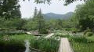 吉香花菖蒲園 城山花菖蒲園 