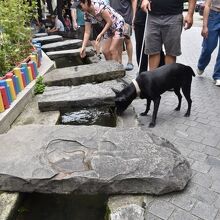 手を入れる観光客、水を求めて首を突っ込みそうな犬 