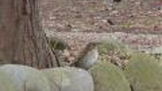 シロハラが見られました。