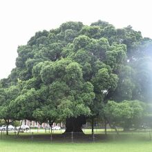 枝の広がりを見せる大きな木もあった