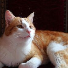 リヒャルト ワーグナー博物館