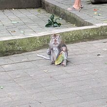 モンキーフォレスト通り