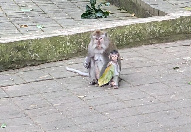 モンキーフォレスト通り