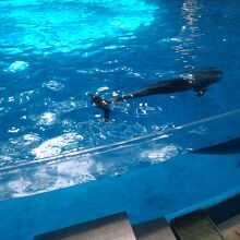 ショーの前にもイルカがみれます