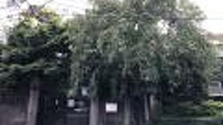 歴史ある寺です