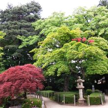 赤紅葉が１本？