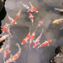 人慣れした錦鯉