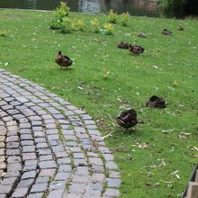 休憩中の水鳥・・名前分からず
