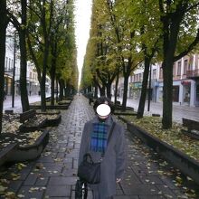 菩提樹の並木道