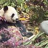 お目当てのパンダがいる場合は大混雑を覚悟してください
