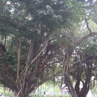 台中公園
