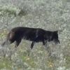 動物観察に素晴らしい