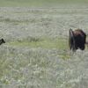 野生動物と自然が素晴らしい