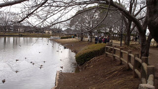 バリケンが見られました。