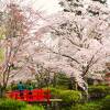 桜前線・満開便り！　～　倉吉春まつり