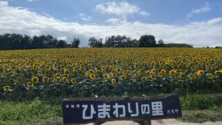 ひまわりの里