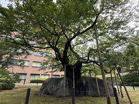 石割桜