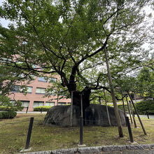 石割桜