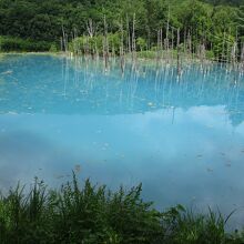 美瑛(白金) 青い池