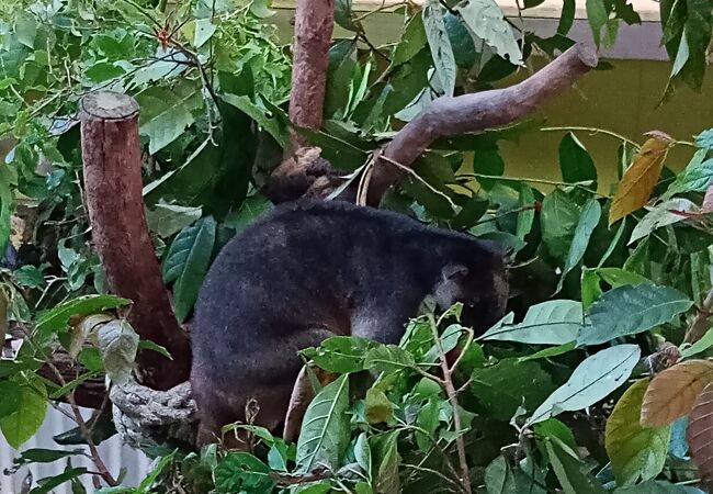 レインフォレステーション ネイチャー パーク 