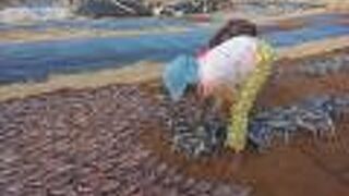 ネゴンボ 魚市場