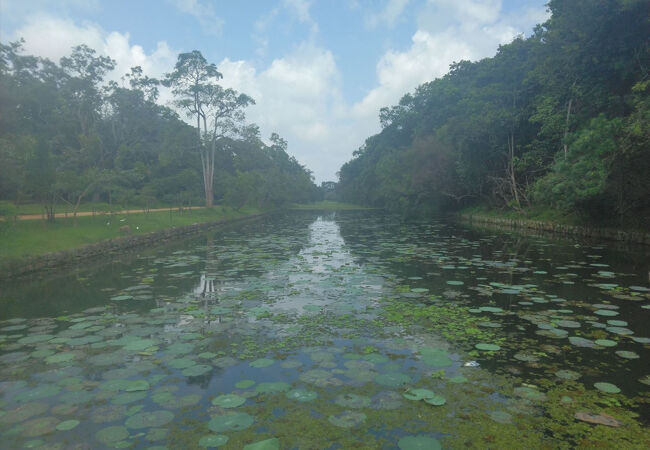 蓮の水路