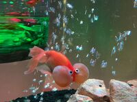 奈良金魚ミュージアム