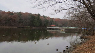 アオジが見られました。