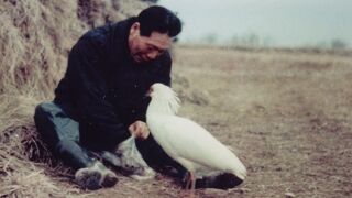 トキと人の歴史に感動