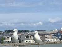 佐渡汽船 カーフェリー