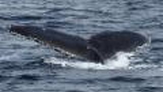 イマジンクルーズ