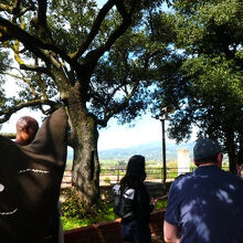 屋上にワサワサ繁る樹々。風も気持ちよかった～♪