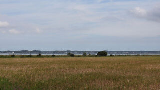 オグロシギが見られました。