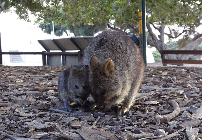 へっぽこ、ロットネスカノコ Vlog] Trip to Rottnest Island to Meet Quokkas | How to Get
