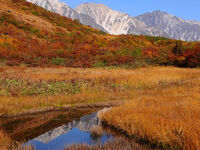 八方尾根鎌池湿原