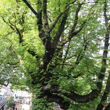 運河沿いの木々・・日本ですと剪定してしまいますよね