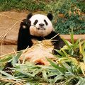 パンダに会えるテーマパーク！