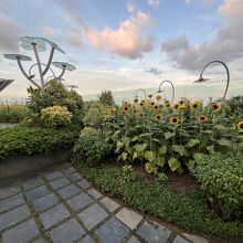 サンフラワーガーデン