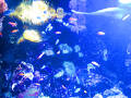 シーライフ シドニー水族館